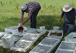 Phorid Fly Release